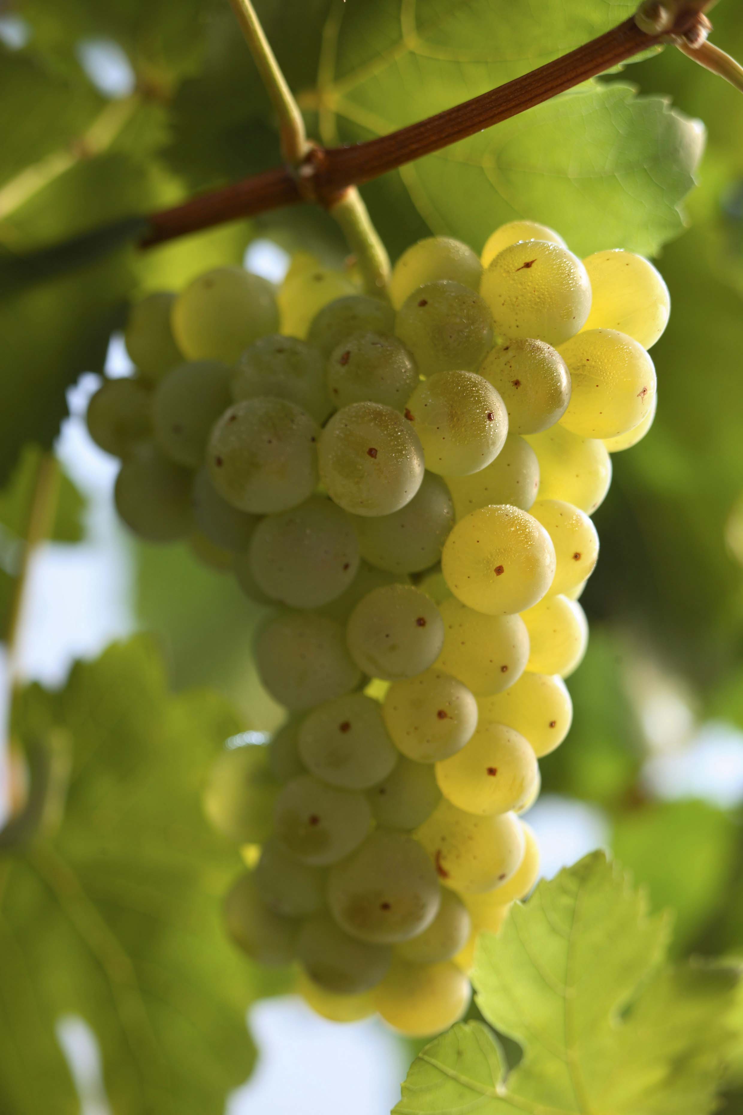 Scheurebe - weiße Rebsorte Rheinhessen